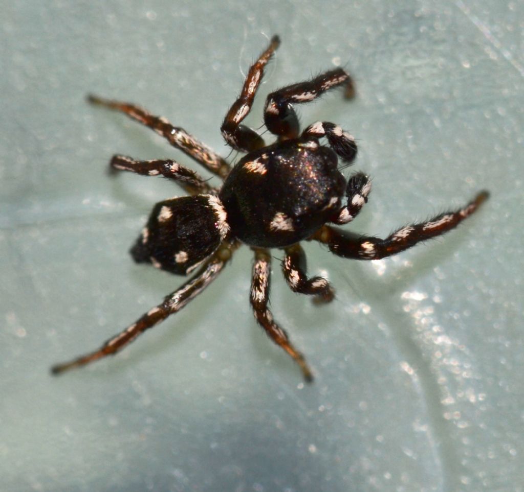 Heliophanus cf. apiatus - Grosseto (GR)